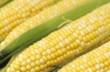 Corn